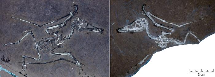 Lucky: Tiny hatchling pterosaur with a broken wing