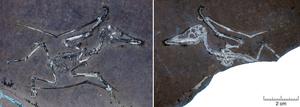 Lucky: Tiny hatchling pterosaur with a broken wing