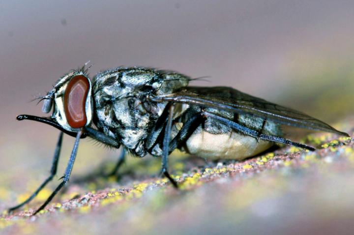 Stable Fly
