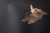 Bat