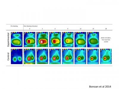 Dissipation of Heat in a Bee Hive