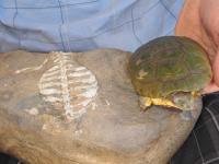 Old Turtle vs. New Turtle