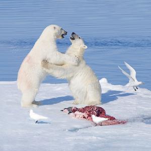 Polar bears providing carrion for vast network of arctic scavengers