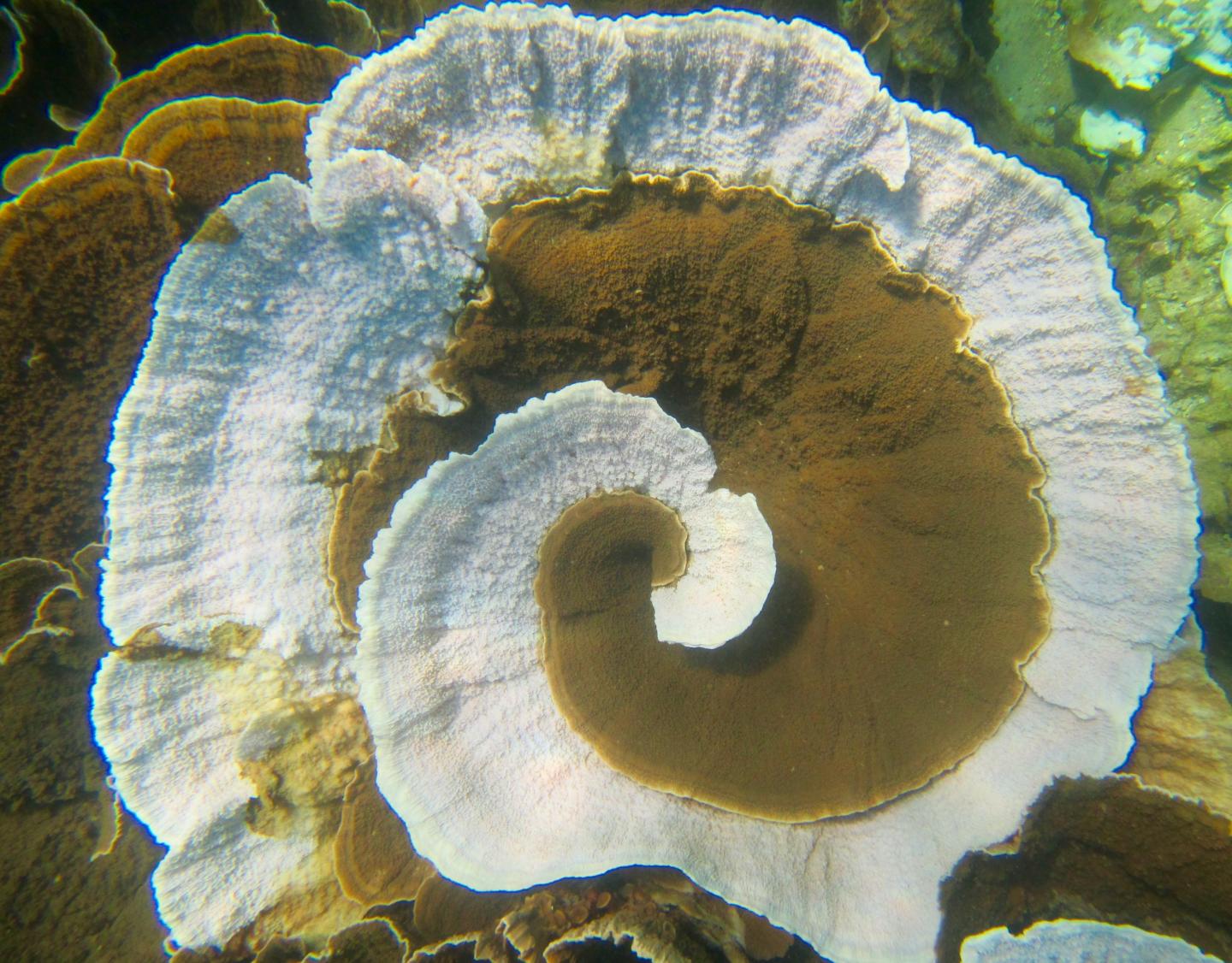 Coral