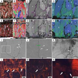 The differences between the biogenic and abiogenic calcite in dinosaur eggshells