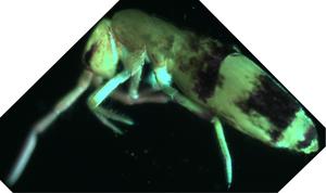Habitus of Lepidosira cheni