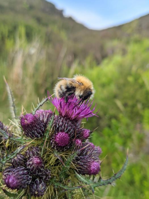 Bumblebee on a thistle in the Scottish heathlands