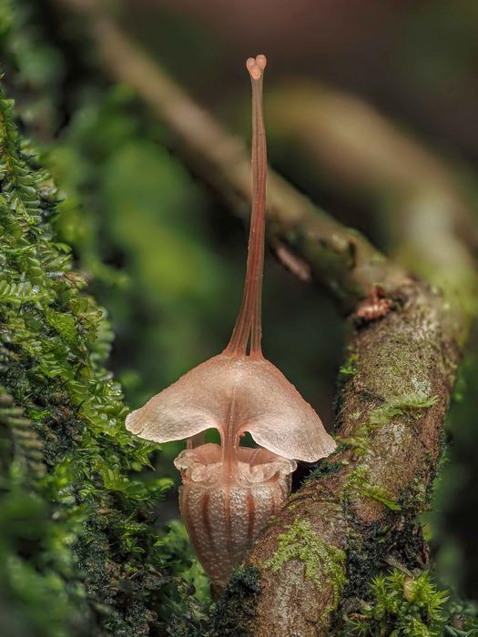 Thismia selangorensis