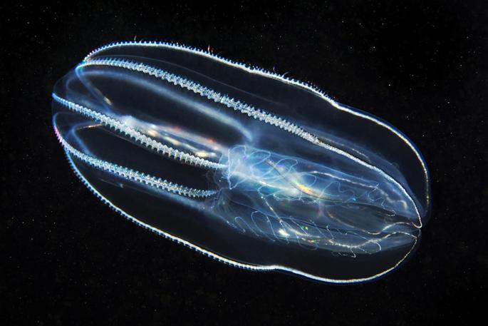 Ctenophore
