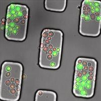 Single Yeast Cells