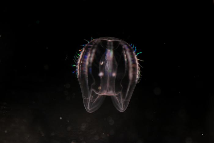 Comb jelly of the species Mnemiopsis leidy