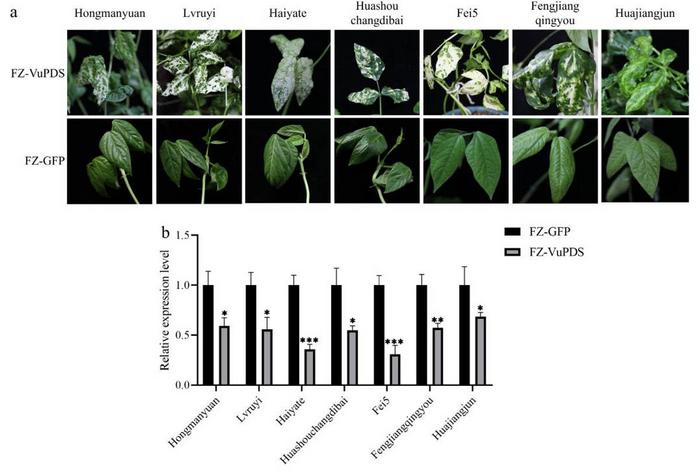 Silencing of the VuPDS gene in cowpea.