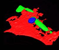 Tumor Cell (2 of 2)