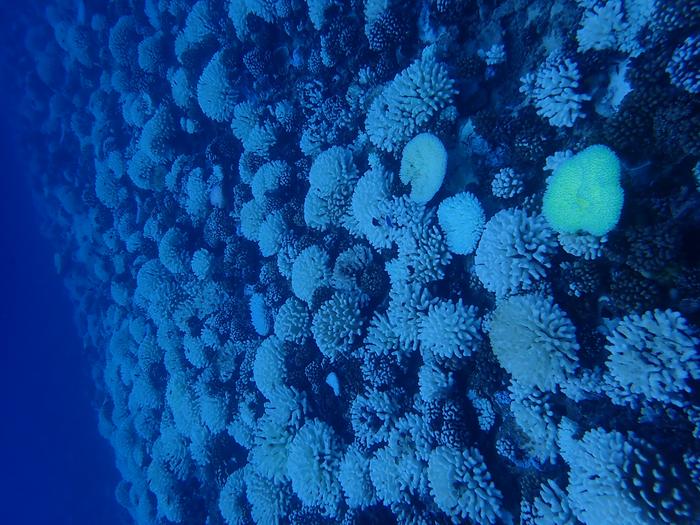 The deadly heat waves evolving coral reefs
