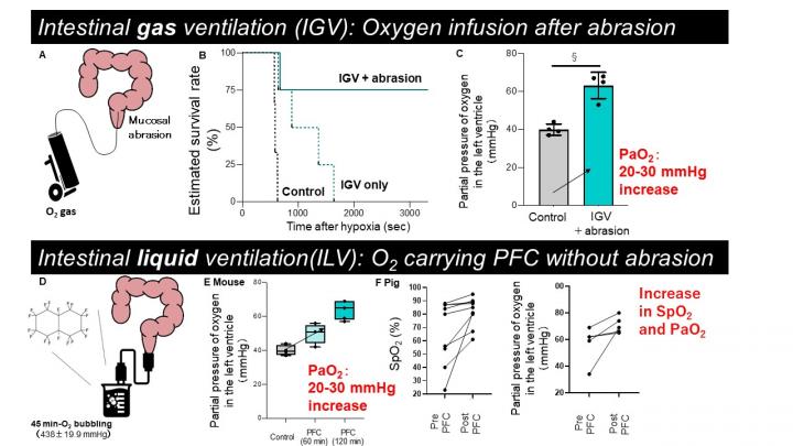 Fig 2. Remarkable improvement of fatal hypoxemia by intestinal ventilation