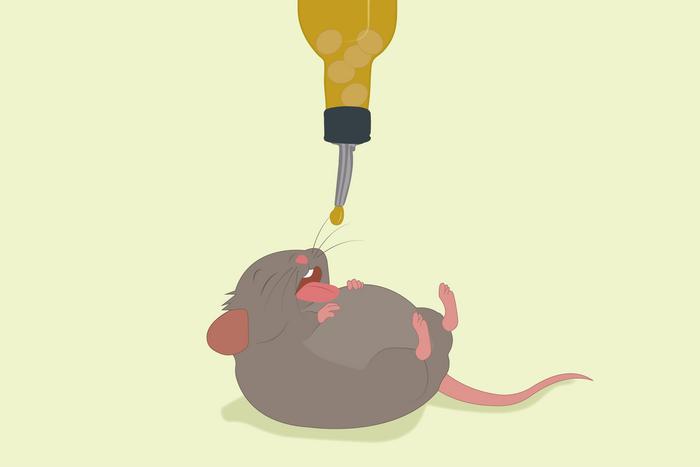 Dietary fat intake effects on mice