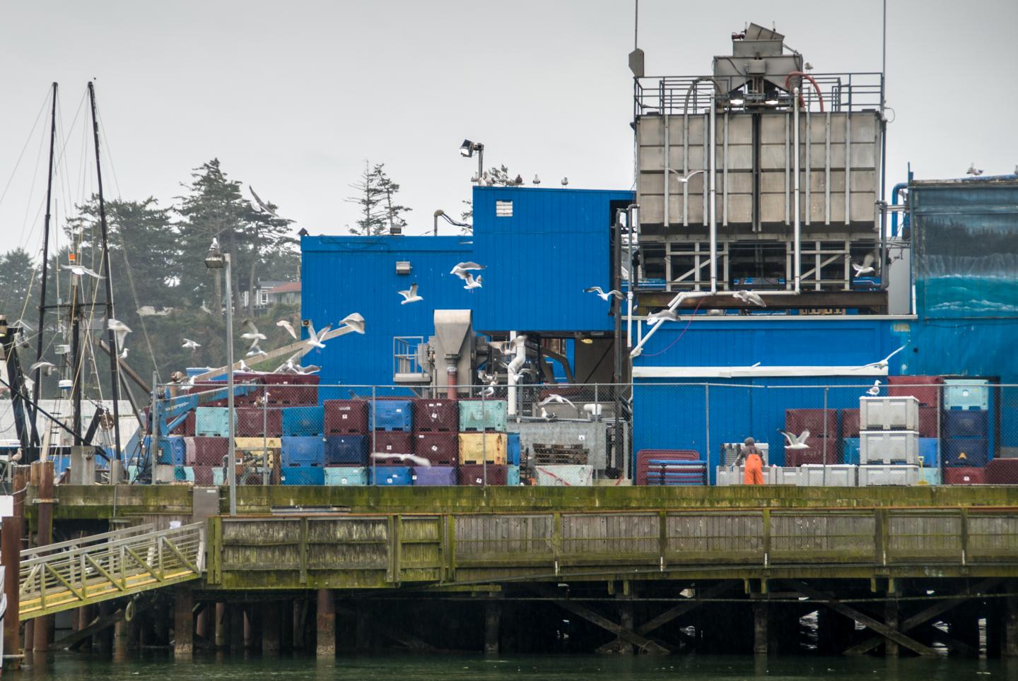 Seafood Processing Plant