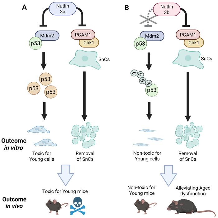 Figure 1. Transcriptional program for survival and SASP of SnCs.