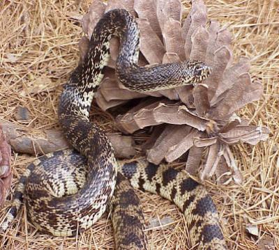 Louisiana Pine Snake