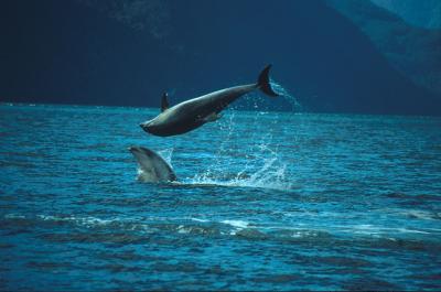 Bottlenose Dolphin 2