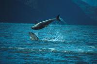 Bottlenose Dolphin 2