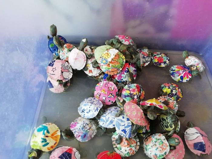 Terrapins being traded as ornaments