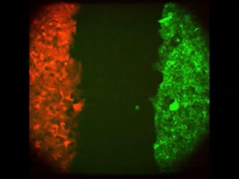 Cells Mix to Create Mosaic Pattern