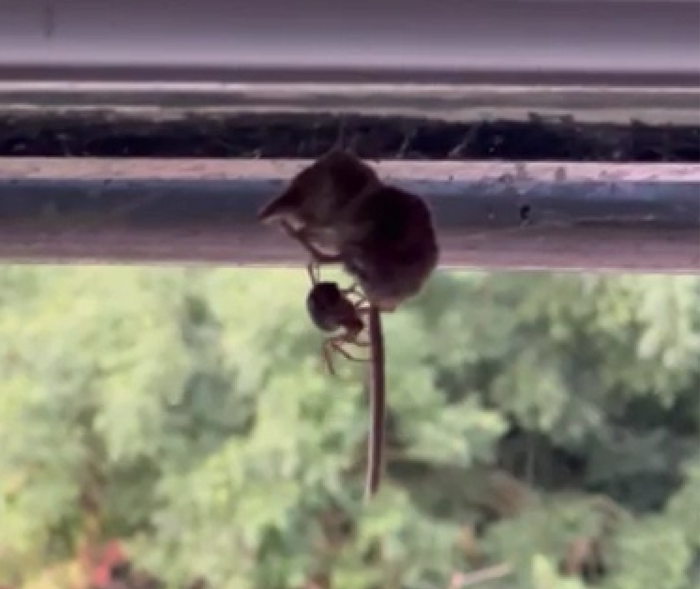 The Pygmy shrew entangled in a False Widow Spider’s web.