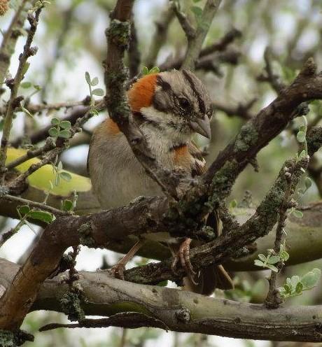 Rufous-Collared Sparrow