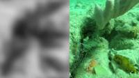 A Reef Fish as Seen in Shrimp Vision (Left) and Human Vision (Right)