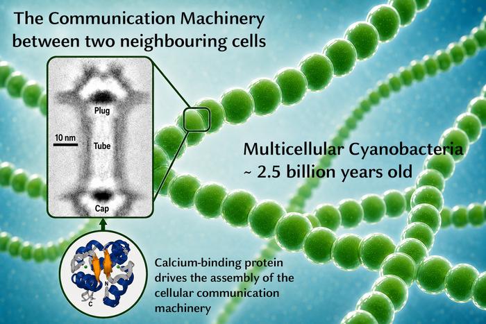 Multicellular bacteria communication