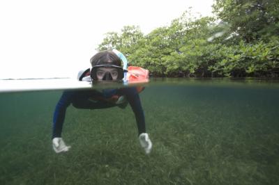 Mangrove Snorkeling