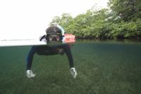 Mangrove Snorkeling