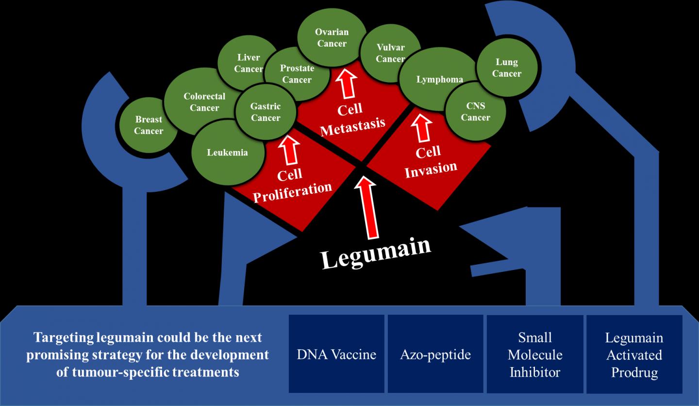Target Legumain Could Be Next Promising Strategy