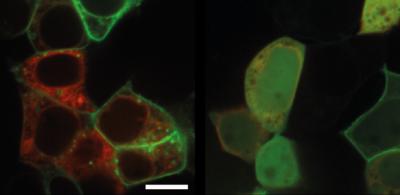 Toll-Like Receptor