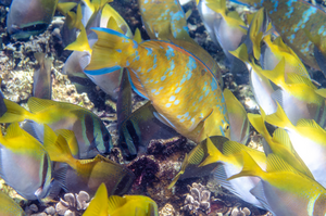 Diverse Fish Species
