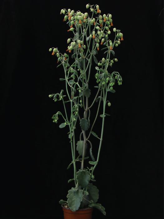 The newly established succulent model plant Kalanchoë laxiflora.