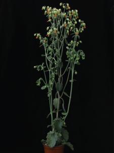 The newly established succulent model plant Kalanchoë laxiflora.