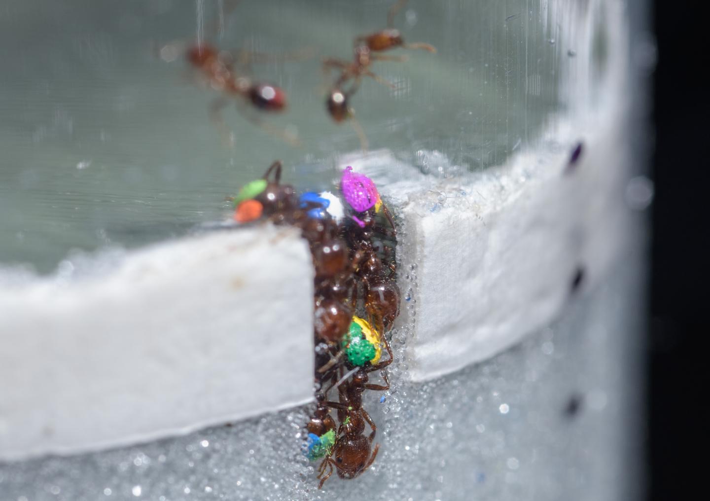 Tunnel Digging Ants