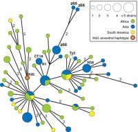 Minimal Spanning Tree