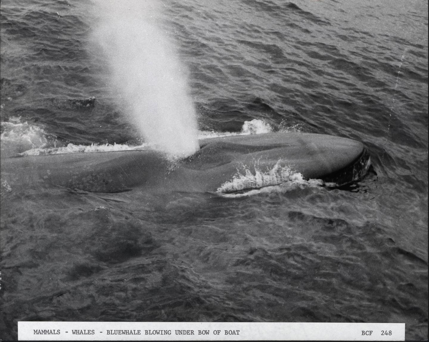 Blue Whales Switch Foraging Strategies, Digital Tagging Reveals (3 of 4)