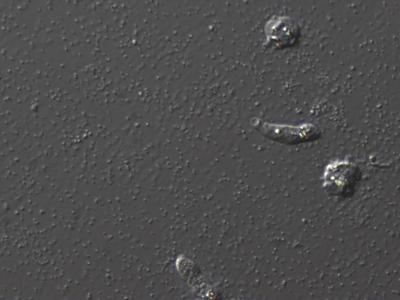 A Protist Predator