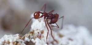 Parasitic fungus may have emerged 18 million years before the ants with which it lives today