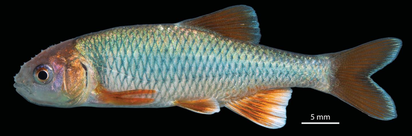 Conchos Shiner