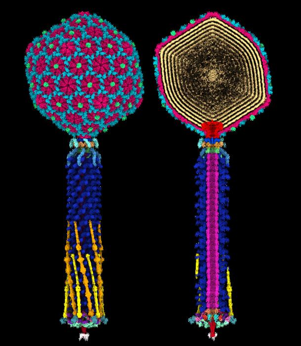 Bacteriophage blueprint