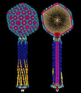 Bacteriophage blueprint