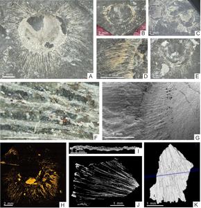 Morphology of N. calypta setae preserved beneath the mineralized coating