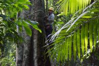 Measuring Mature Trees