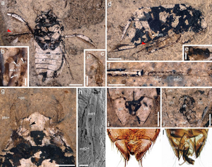 Morphological characterstics of K. popovi