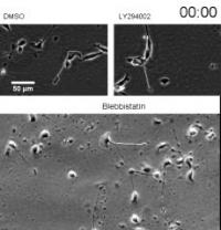Cells and Cell Fragments in An Electric Field